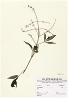 藏品(黃荊)的圖片